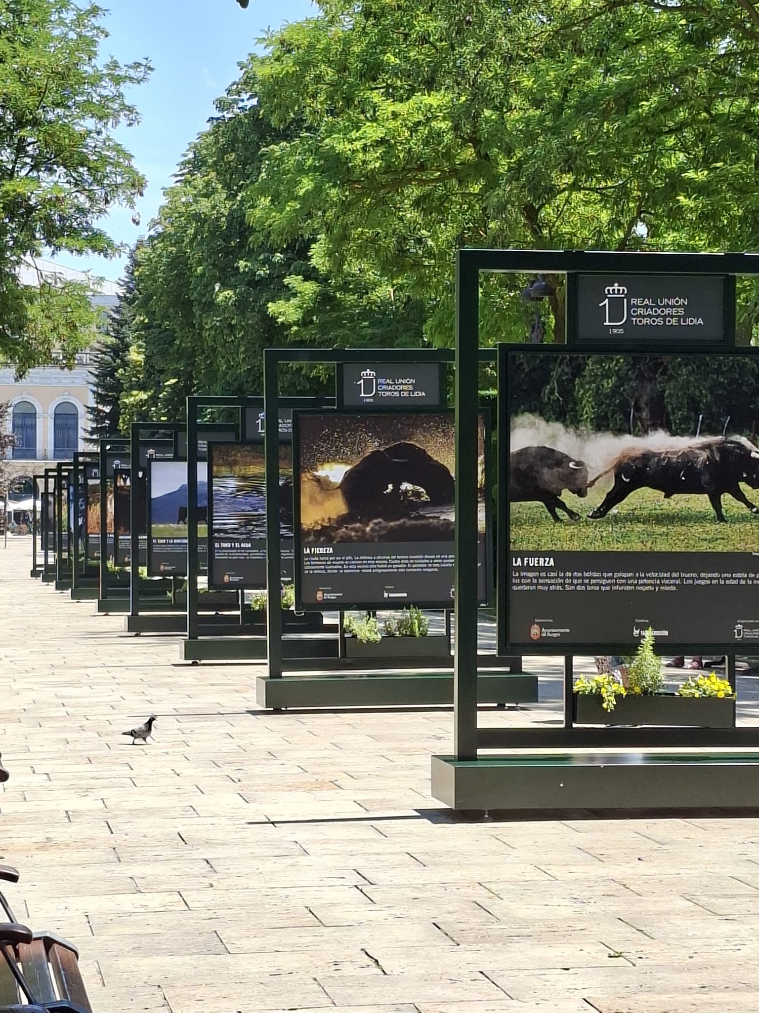 Hilera de mupis en la plaza — trabajo artesanal de BullBoard